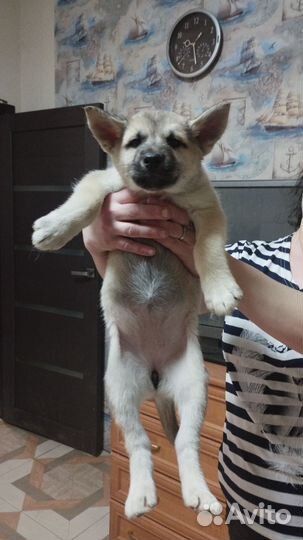 Щенки хаски в добрые руки