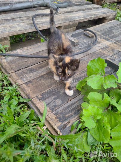 Котята трехцветные в добрые руки бесплатно