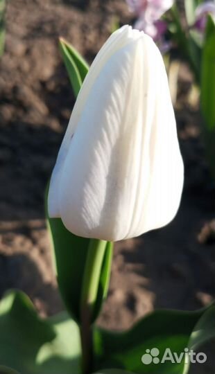 Луковицы тюльпанов микс