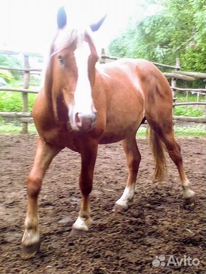 Советский тяжеловоз