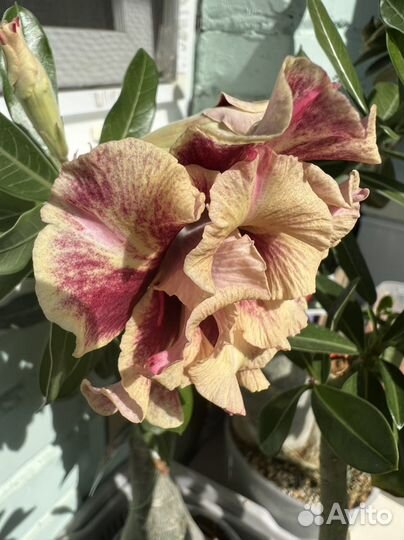 Адениум taste OF love (kasumi) Взрослое растение