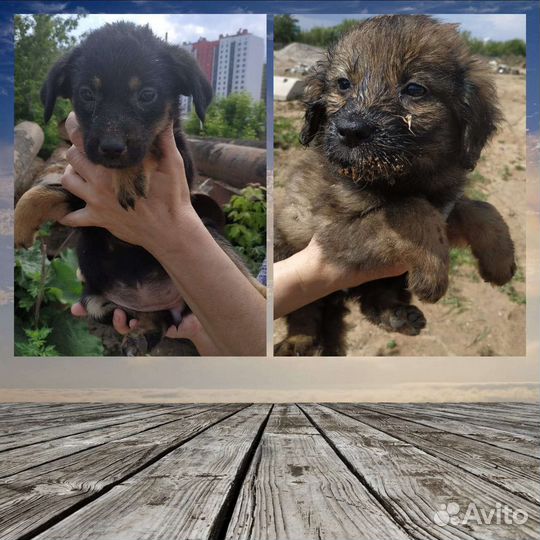 Кутята в добрые руки