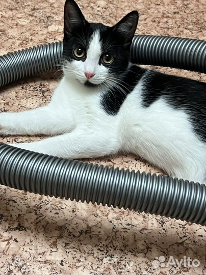 Котенок девочка