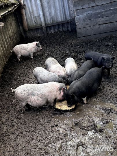 Вьетнамские поросята