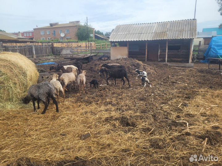 Овцы бараны