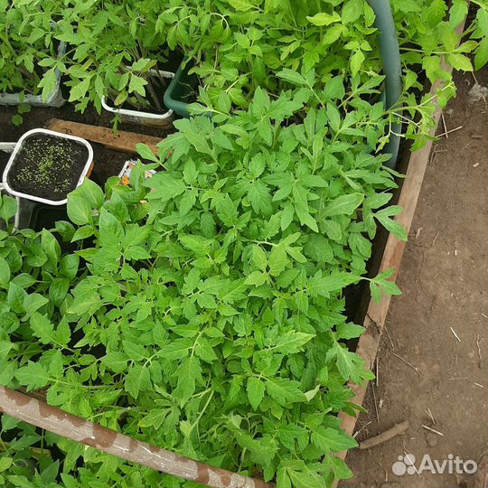 Рассада томатов