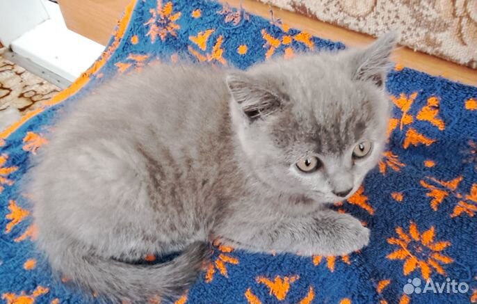 Котята в добрые руки, бесплатно