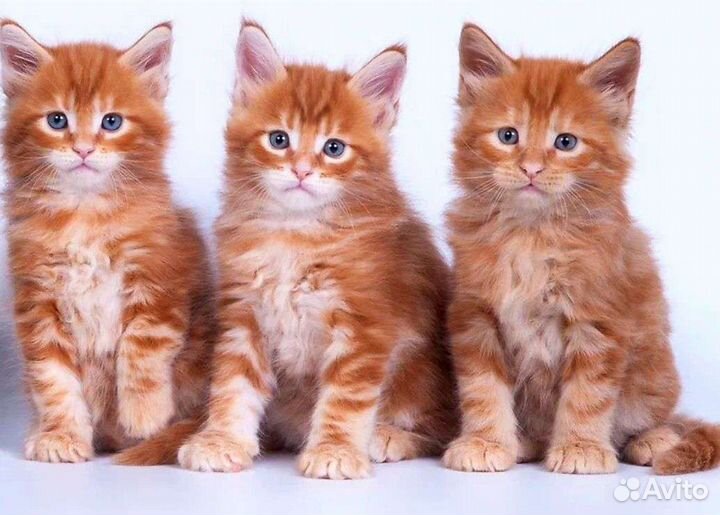 Домашние животные котята