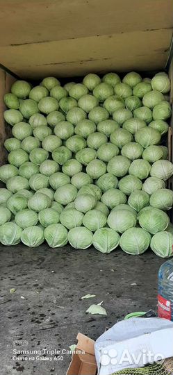 Капуста белокочанная