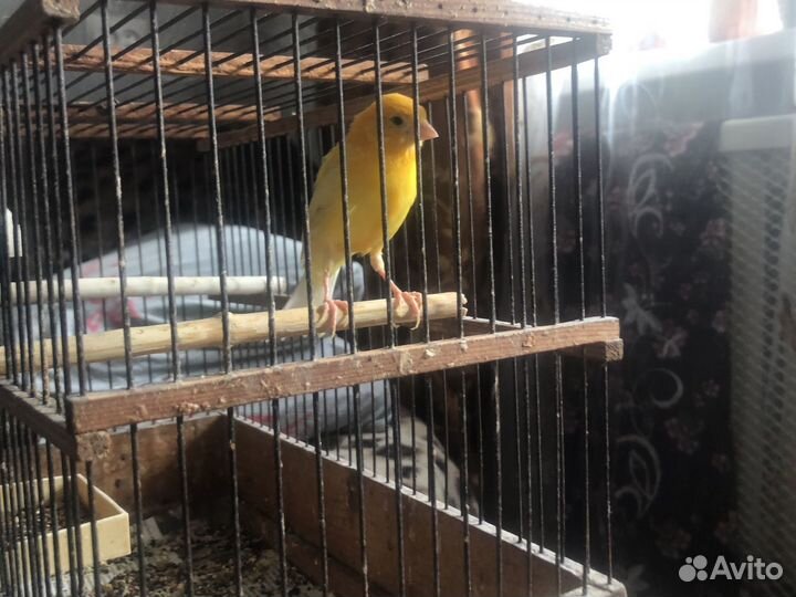 Кенарь певчий