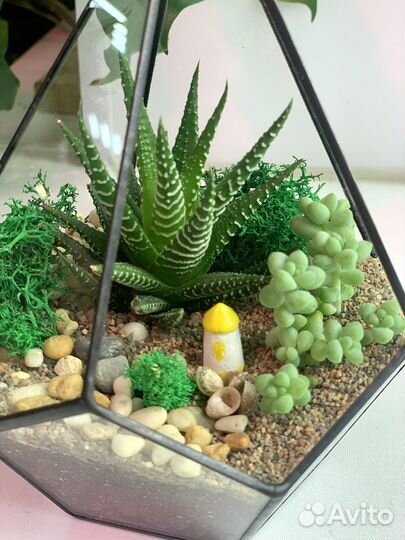 Флорариум с суккулентами