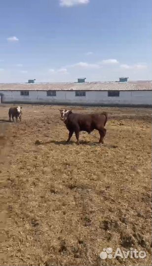 Бычки герефорды симменталы калмыки на откорм