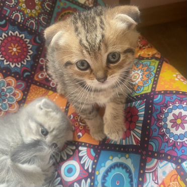 Шотландский вислоухий короткошёрстный котёнок