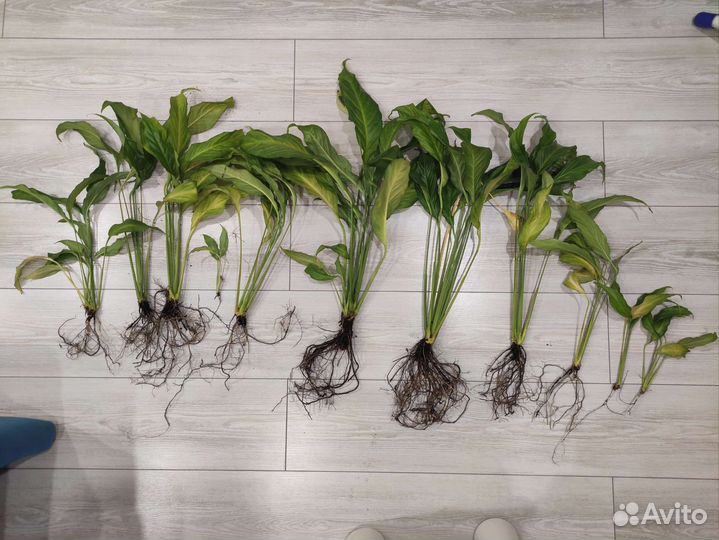 Спатифиллум