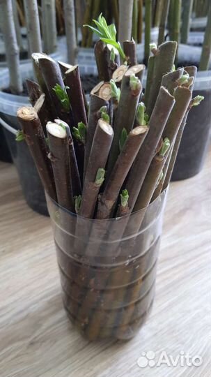 Черенки ивы