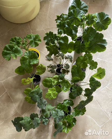 Пеларгония герань