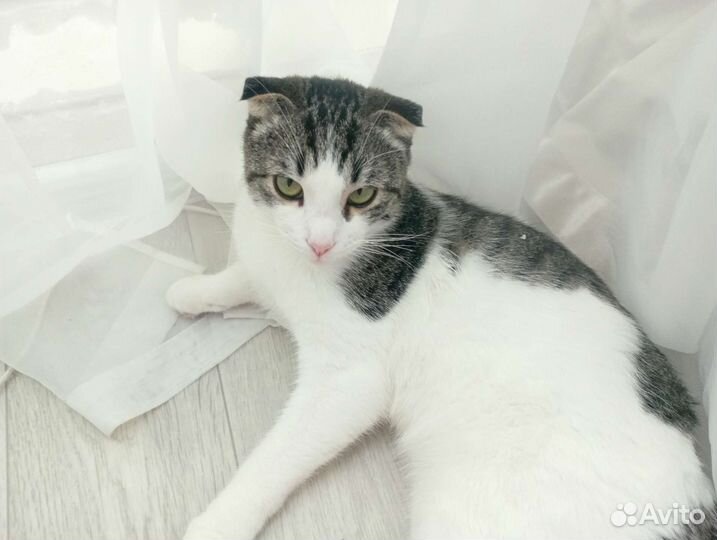 Кошка в дар