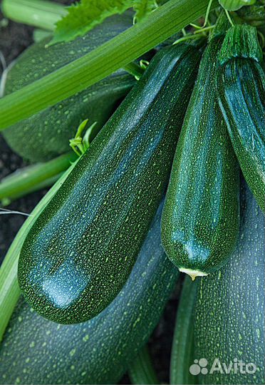 Рассада кабачкой и тыкв