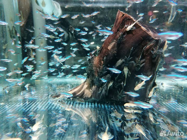 Красный неон от разводчика