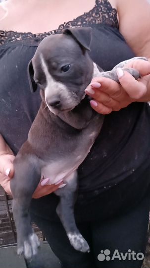 Щенки питбуля