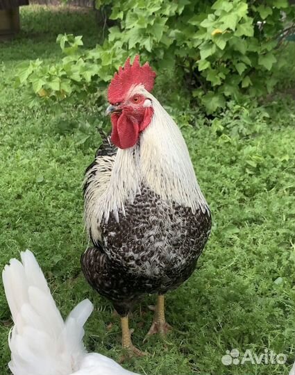 Яйцо куринное домашнее