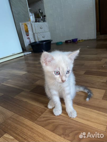 Отдам кошечку добрым людям