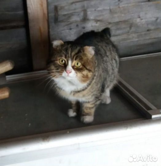 Котик, СНТ 