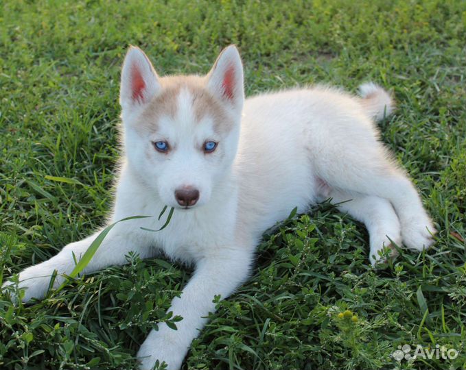 Щенки сибирской хаски