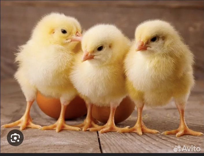 Суточные цыплята бройлера Кобб 700 Венгрия