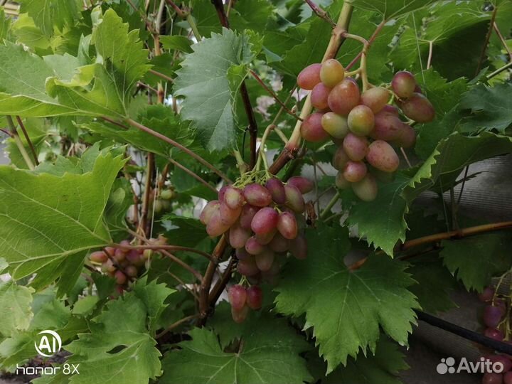 Саженцы винограда