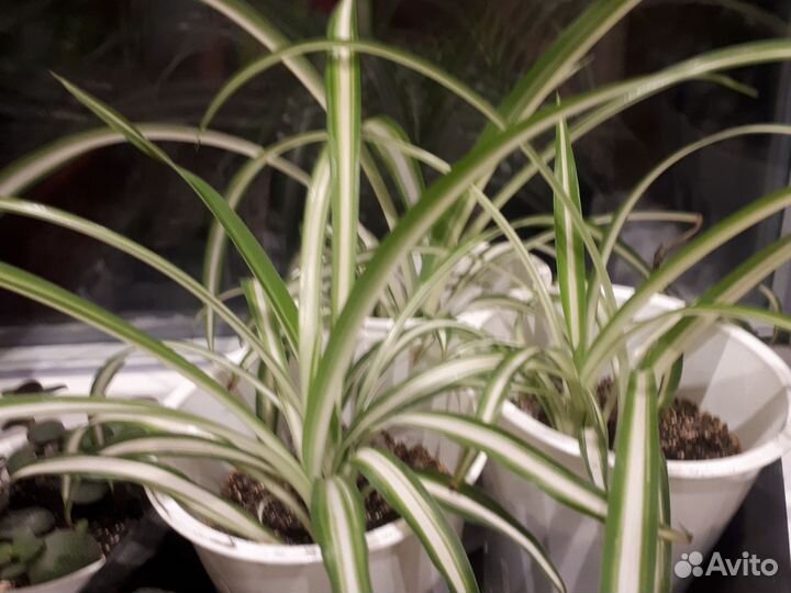 Хлорофитум