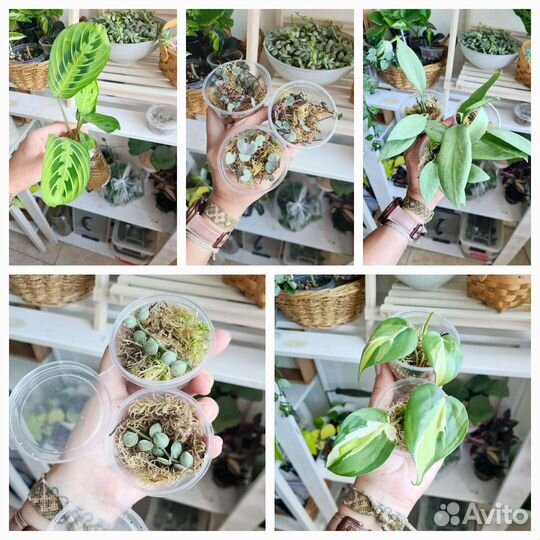 Комнатные цветы