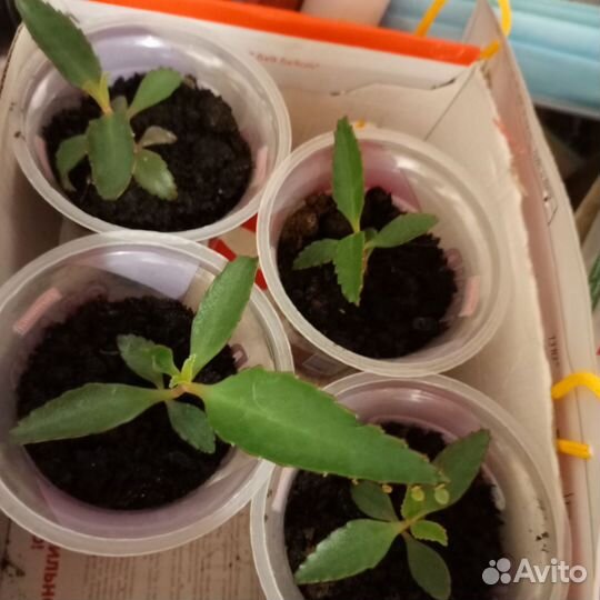 Каланхоэ лечебное