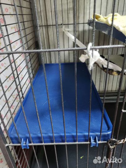 Клетка Большая для хорьков (шиншилл, крыс) кредо