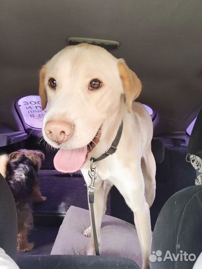 Собака в добрые руки