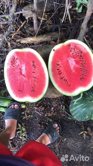 Арбуз оптом