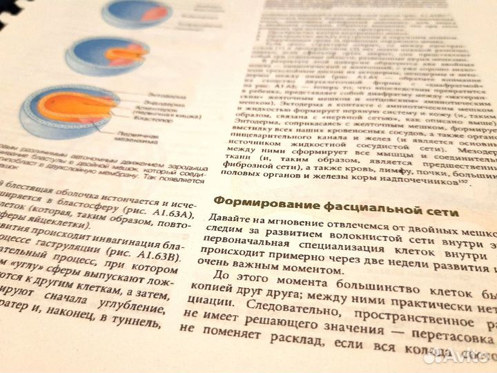 Анатомические поезда, 4. 2022г. Томас Майерс