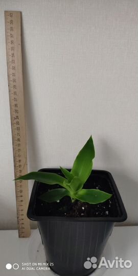 Растение золотой ус