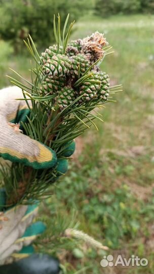 Шишки сосновые молодые