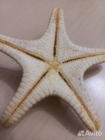 Морские ракушки, раковины