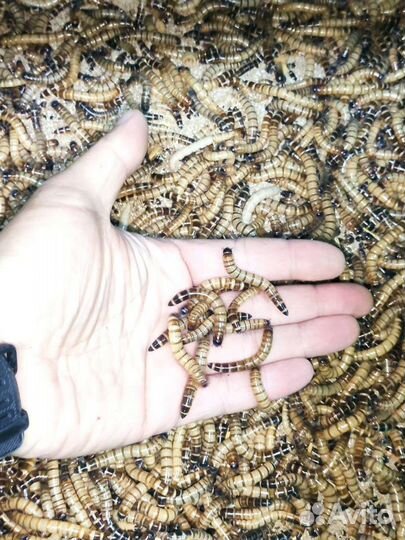 Зоофобус - живой корм