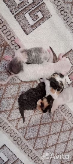 Котята