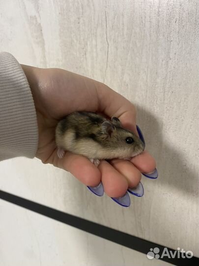 Джунгарский хомяк с клеткой