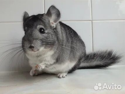 Шиншилла