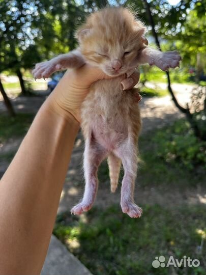 Котята бесплатно