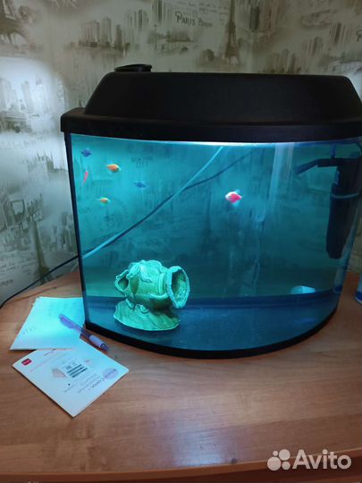 Аквариумные рыбки