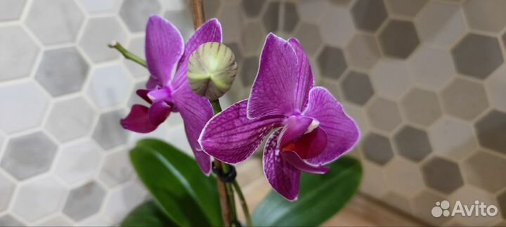 Орхидея фаленопсис