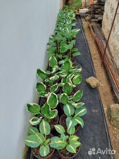 Хоста в ассортименте