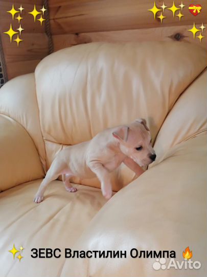 Сказочный Красавчик Ам.Стафф.терьер щенок (с док)