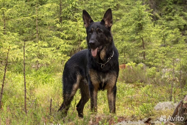 Подрощенный щенок немецкой овчарки